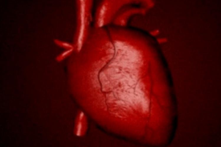 The new heart valves developed using 3D printers